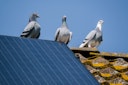 pigeons on a solar panelled roof