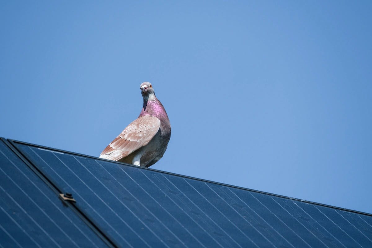 pigeon on a solar panelled roof
